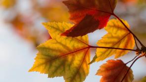 WEATHER WATCH: Turning cool and blustery this weekend with some outbreaks of rain expected