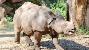 Popular wildlife park welcomes first Irish-born Indian rhino