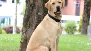 How to keep your dog calm during fireworks  as charity highlights dangers for pets