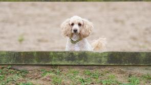 Animal charity reveals cost of treating dogs rescued from puppy farms 