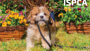 ISPCA launches 2023 calendar to raise money for animals in need