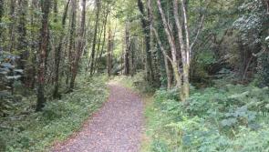 Macra concerned over access to land for young farmers due to new forestry deal