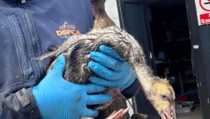 Animal rescue removes dozens of geese and ducks from suburban back garden
