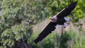 'Very disappointing' - Taoiseach shocked to hear of apparent poisoning of young eagles