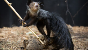 WATCH: Dublin Zoo opens unique habitat to house newly arrived endangered species