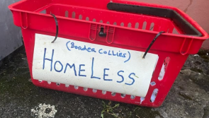 Irish dog charity issues plea to stop breeding collies to help end dumping crisis