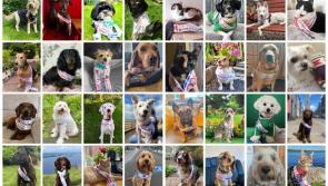 IN PICTURES: Meet all the cute contestants chasing the 2023 Nose of Tralee crown