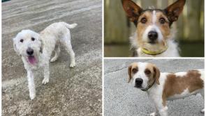 Animal charity 'extremely concerned' about soaring levels of abandoned dogs