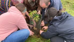 'Coillte has lost our trust' - 150 campaigners pull up Sitka tree saplings from peatland