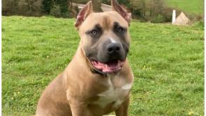 New laws to clampdown on  'cruel practice' of cropping dogs ears 