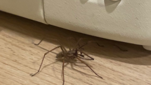 People shudder as RTE star finds huge spider under toaster - warning to others