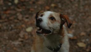 'Consider the fear and distress on animals' - Fireworks Awareness Campaign launched