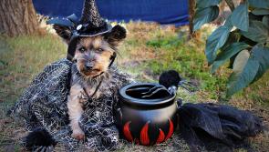 Forcing dogs into Halloween costumes can be 'downright terrifying' - Irish animal rescue