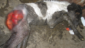 Father of 7 with  35 prior convictions jailed for animal neglect after death of baby foal