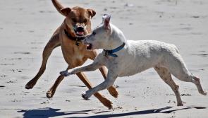 'Dog owners must take responsibility' - On the spot dog fines will TRIPLE from December