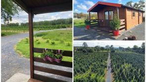 PICTURES: Christmas tree farm surrounds cosy Irish countryside cabin - check out details here!
