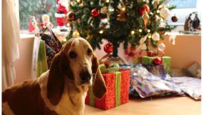 Weekly Wag: The 12 &lsquo;dangers&rsquo; of Christmas 