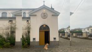 Picture of loyal dog waiting for his owner to finish Mass in Kilkenny is melting hearts