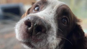 'A lot of life left in this boy' - Animal rescue seeks home for dog found freezing in river