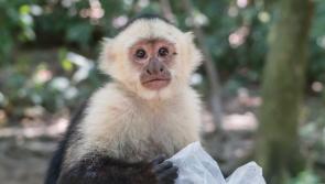 ALERT: Warning issued as escaped monkey on the run from Irish sanctuary