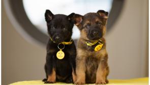 Worrying rise of dogs needing help as 'defenceless' puppies found in plastic bag