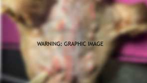 Dog who escaped murder undergoes serious head operation to repair axe wound