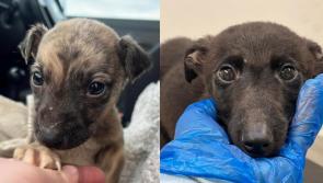 'It's just not fair' - Two out of seven puppies rescued by animal charity die from illness