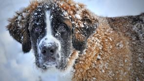 'Please keep an eye out' - Animal rescue urges people to shelter pets and strays during cold spell