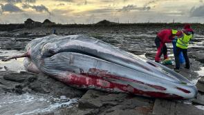 20-metre whale washes up on Irish beach