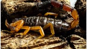 WATCH: Scorpion which travelled from Kenya to Ireland in woman's bag has new Irish home