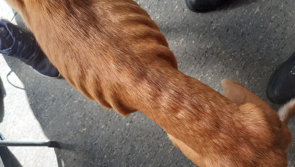 ISPCA rescues 'badly emaciated' dog and puppy from filthy conditions