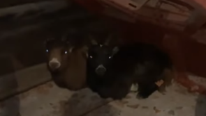 'We need support badly' - Animal welfare group seeks donations after rescue of abandoned goats