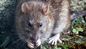 Homeowners and businesses warned as threat of rats on the rise 