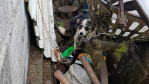 78 year old man allowed to keep animals despite discovery of neglected dogs