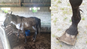 Sixty year old woman jailed for keeping horses in 'emaciated' state surrounded by dung