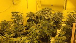 Garda&iacute; find big cannabis grow houses in Galway raids - three people arrested