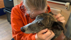 Animal charity urges Irish pet lovers to adopt or foster to save dogs 'on death row'