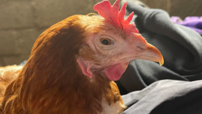 6,000 hens will be killed next week if not rehomed, says desperate animal rescue