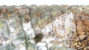 From dead mice in strawberries, to snails in coleslaw: Irish people's food complaints