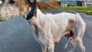 'A warning for others' - Duo banned from owning dogs for 5 years due to animal cruelty