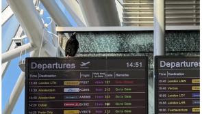 Dublin Airport looks for public to name bird trapped in Terminal one