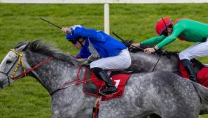 Limerick racing round-up ahead of big Punchestown Festival