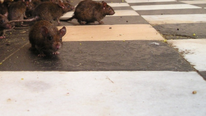 'Alarming' - Heavy rodent activity among reasons for 21 food business closures in April