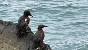 WATCH: What to do if you find an animal at risk after major Irish oil spill