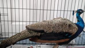 Fowl play? Garda&iacute; appeal for owner of peacock found on the loose in Offaly