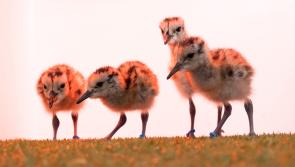 Critically endangered curlew chicks born at Fota Wildlife Park