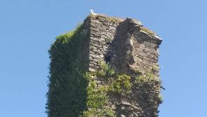 Multi-agency effort sees injured goat rescued from 14th-century tower in Donegal
