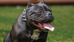 OPINION: It's not the owners... XL Bullies are modern-day monsters 