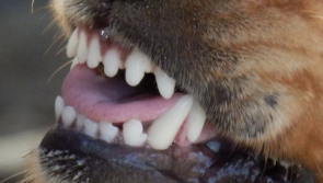 Young man attacked by dog in Donegal rushed to hospital 