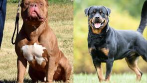 GUIDE: Ireland's laws on all restricted dog breeds after recent violent attacks

